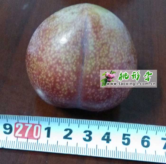 嵊州桃形李