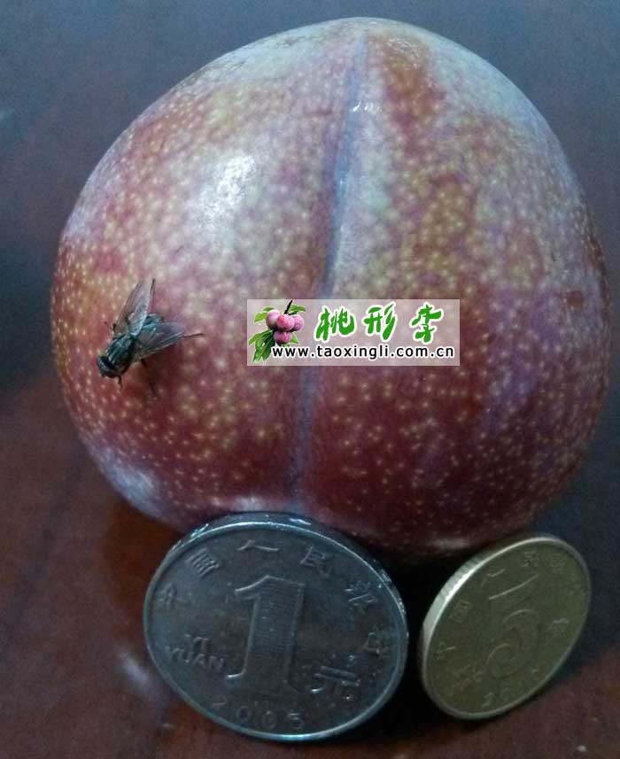 嵊州桃形李