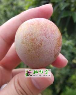 桃形李表面有层天然水果蜡